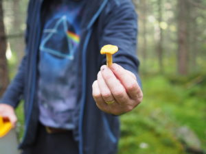 Cheesy Chanterelle Skillet (Kantarelles med Geitost). Picking chanterelles in Norway