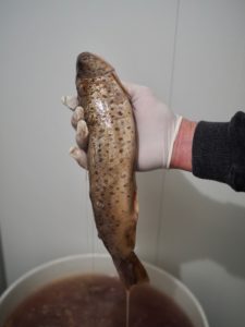 Rakfisk (Norwegian Fermented Fish)