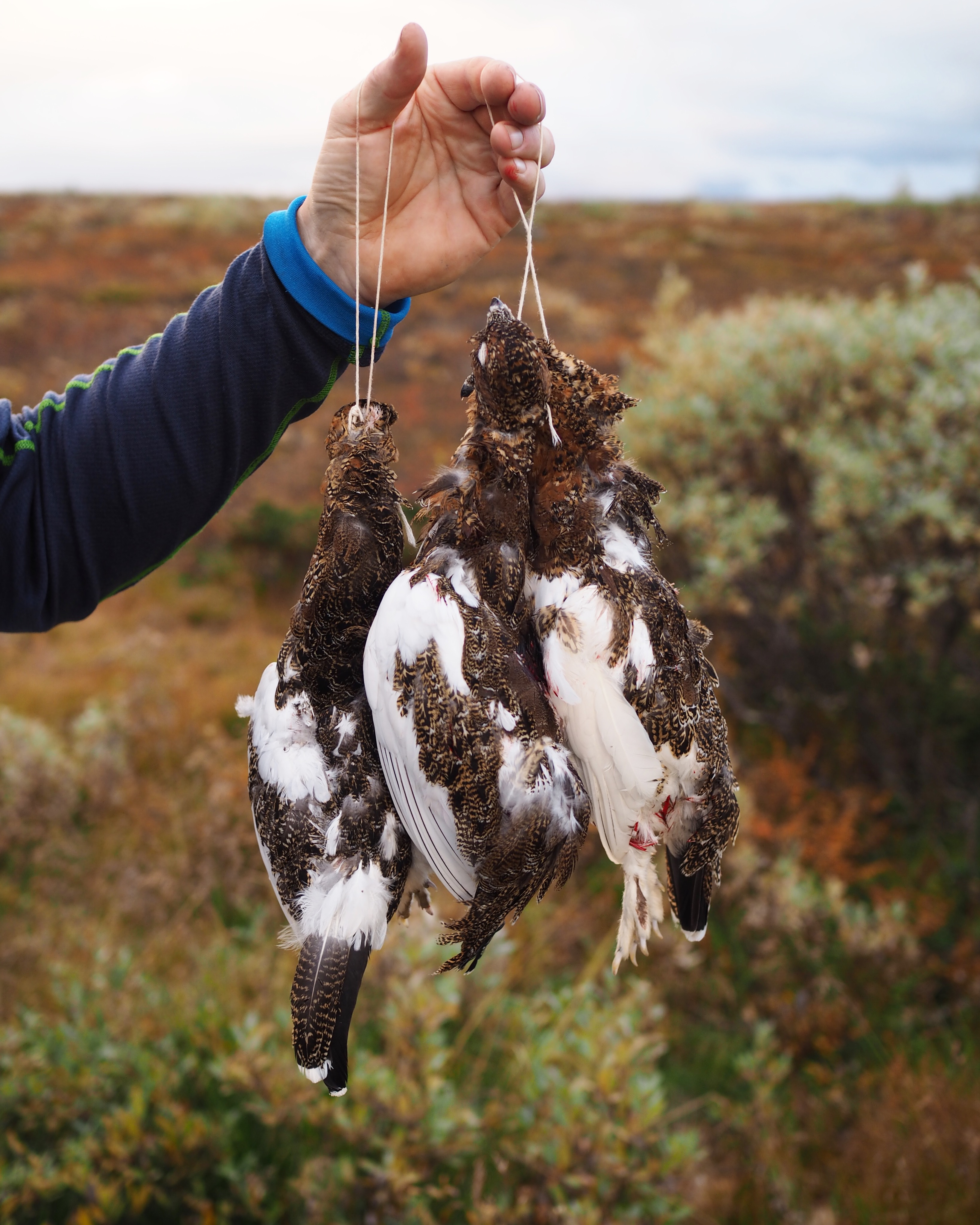Grouse Hunt in Norway (Rypejakt) plus a recipe for Seared Grouse Breasts