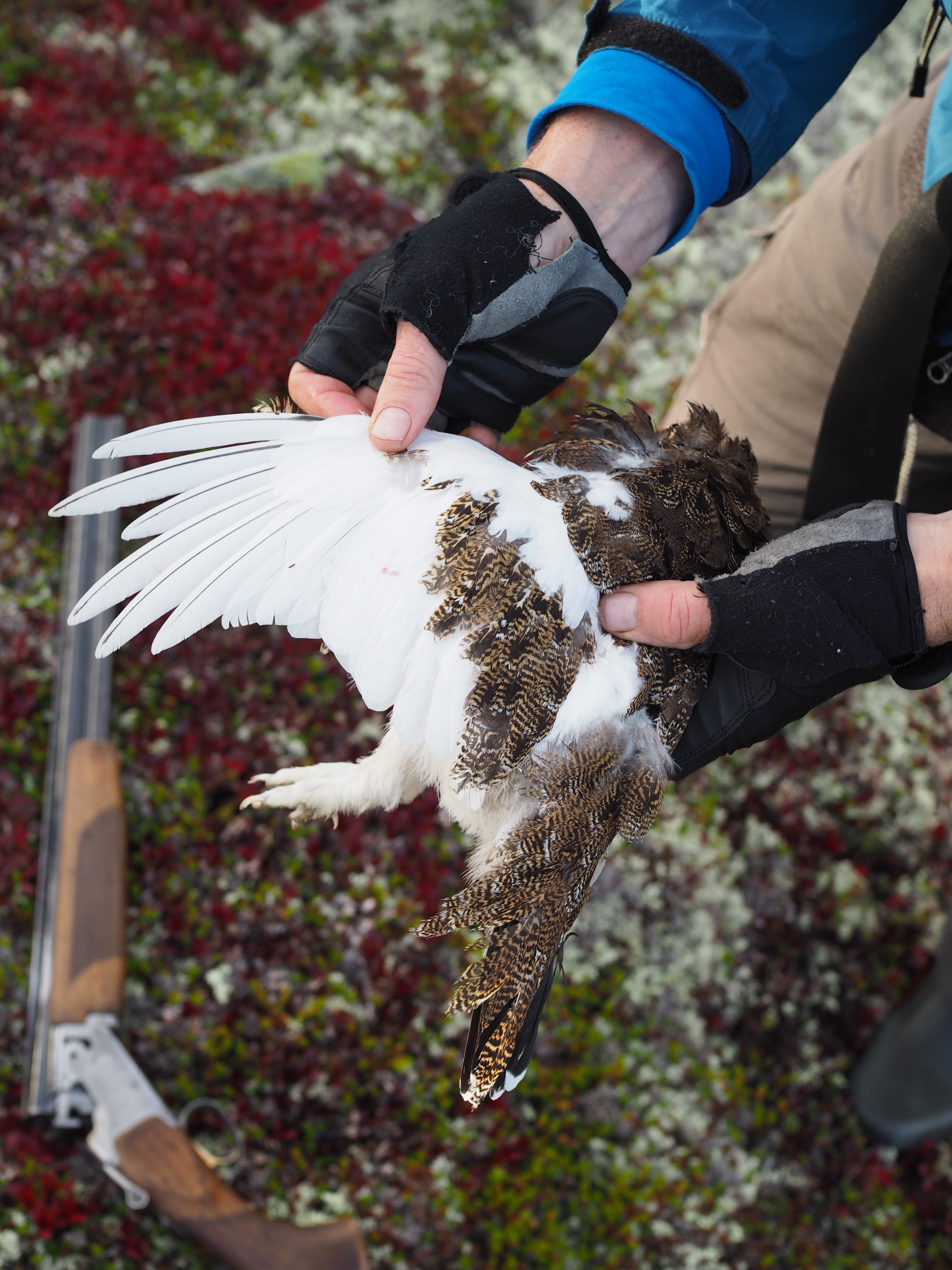 Grouse Hunting in Norway (Rypejakt)