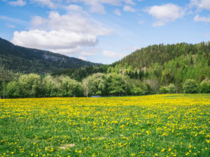 Field of Dandelions in Norway