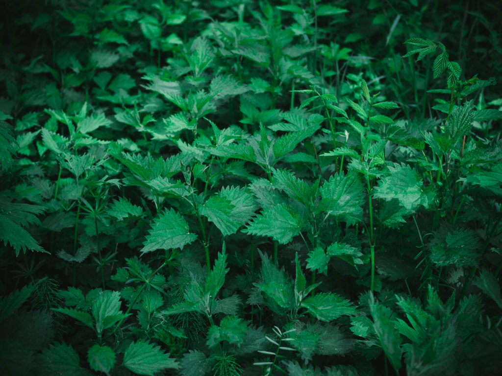 Guide to Foraging Stinging Nettles (Brennesle)