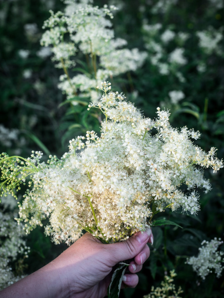 Meadowsweet Blossoms