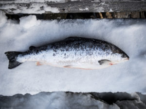 Kvarøy Arctic Salmon