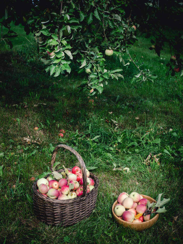 apples