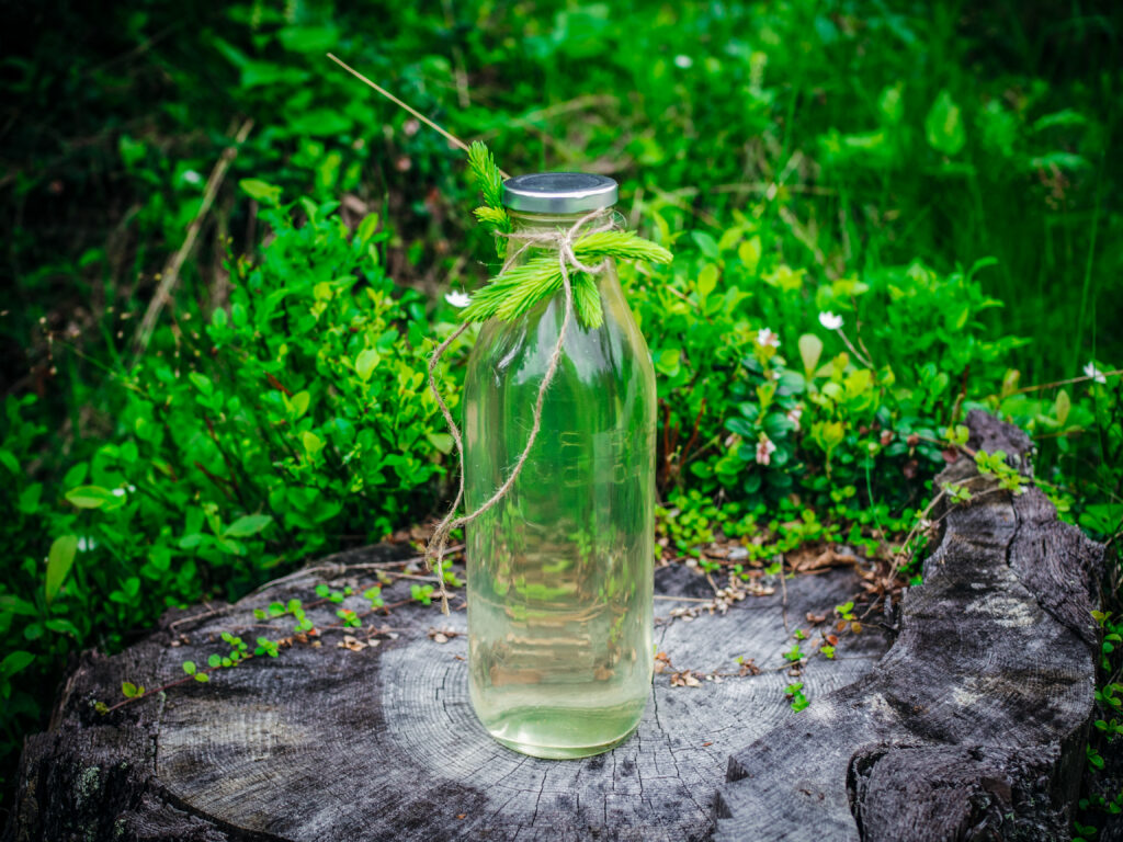 Spruce Tip Cordial (granskuddsaft)
